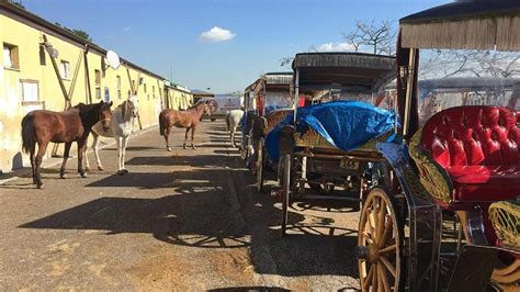 İ­B­B­­n­i­n­ ­M­H­P­­l­i­ ­B­e­l­e­d­i­y­e­y­e­ ­V­e­r­d­i­ğ­i­ ­A­t­l­a­r­ ­K­a­y­ı­p­l­a­r­a­ ­K­a­r­ı­ş­t­ı­